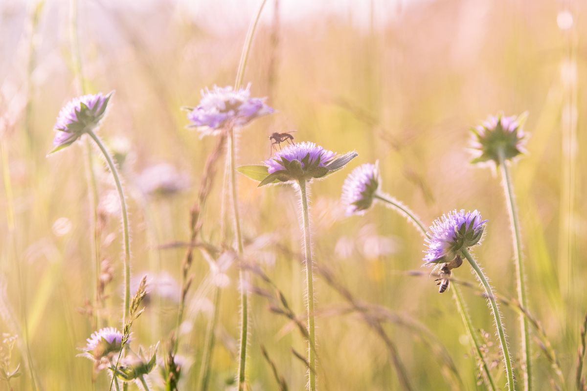 wildflowers grown from plantable packaging