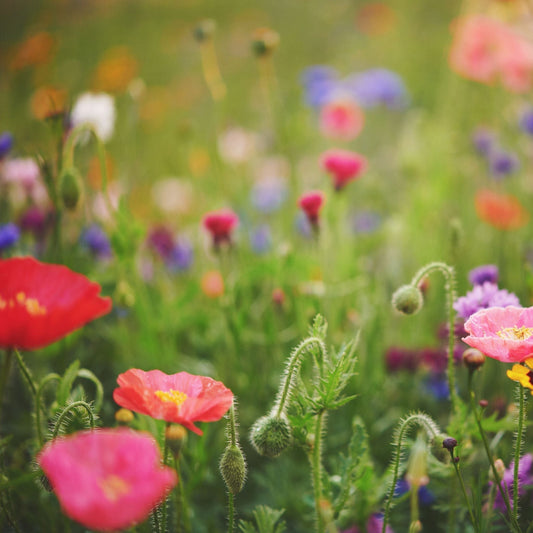 Wildflower meadow