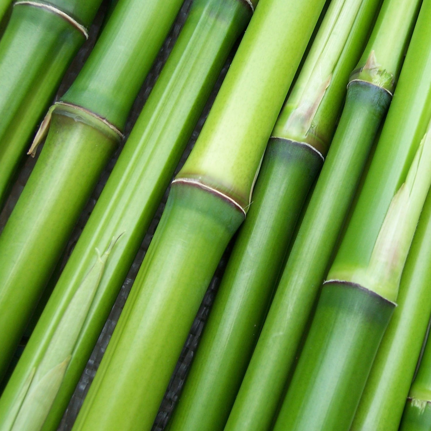 bamboo extract for healthy hair
