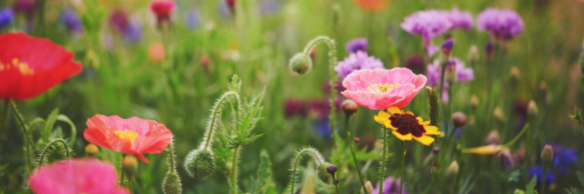 Field of colorful flowers with a soft focus effect